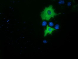 PIK3AP1 Antibody in Immunocytochemistry (ICC/IF)