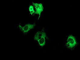PIK3AP1 Antibody in Immunocytochemistry (ICC/IF)