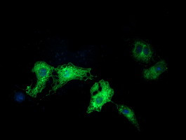 PIK3AP1 Antibody in Immunocytochemistry (ICC/IF)