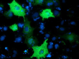 PIK3AP1 Antibody in Immunocytochemistry (ICC/IF)