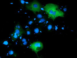 PIK3AP1 Antibody in Immunocytochemistry (ICC/IF)