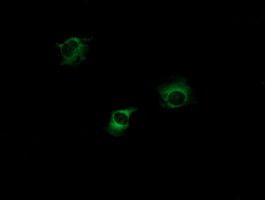 PIK3CG Antibody in Immunocytochemistry (ICC/IF)