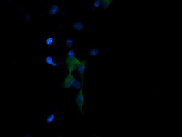 PIK3R5 Antibody in Immunocytochemistry (ICC/IF)
