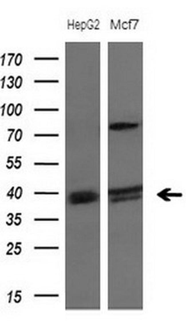 PISD Monoclonal Antibody (OTI2H1) (TA807331)