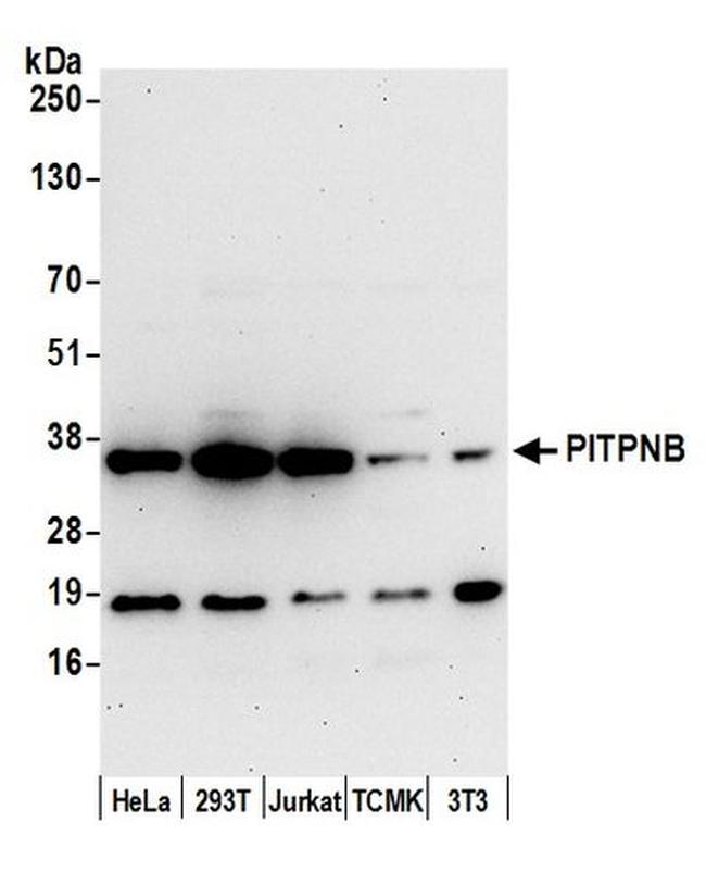 PITPNB Antibody in Western Blot (WB)