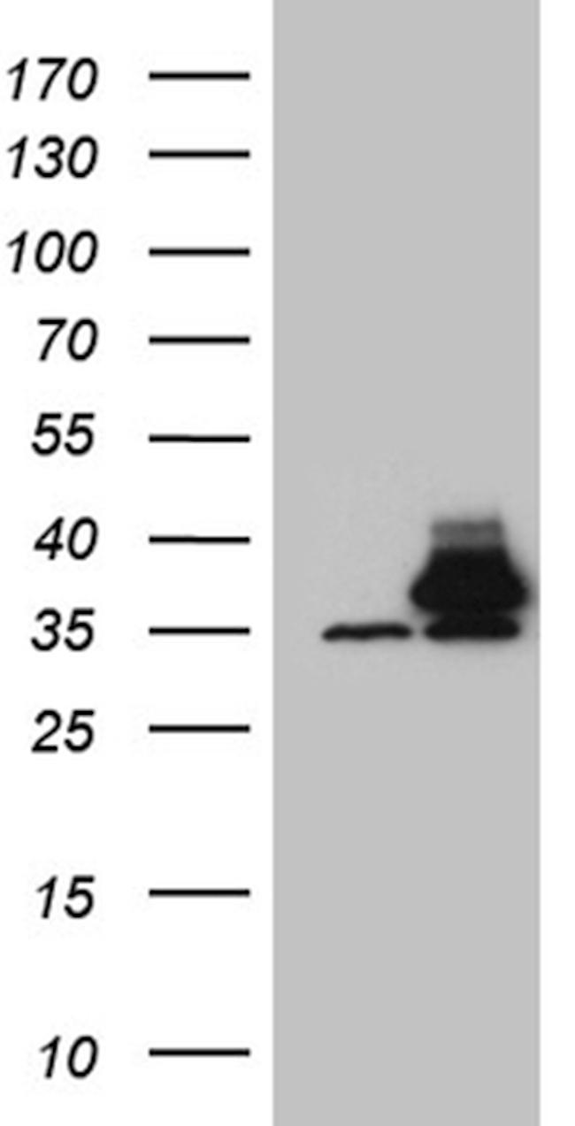 PITPNB Antibody in Western Blot (WB)