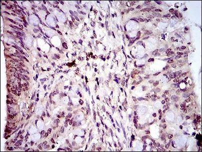 PIWIL4 Antibody in Immunohistochemistry (Paraffin) (IHC (P))