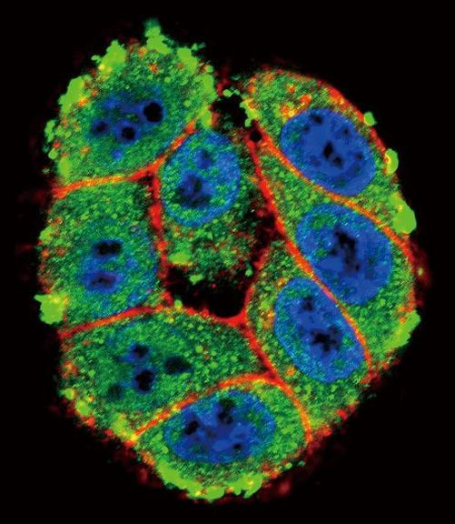 PKC alpha Antibody in Immunocytochemistry (ICC/IF)