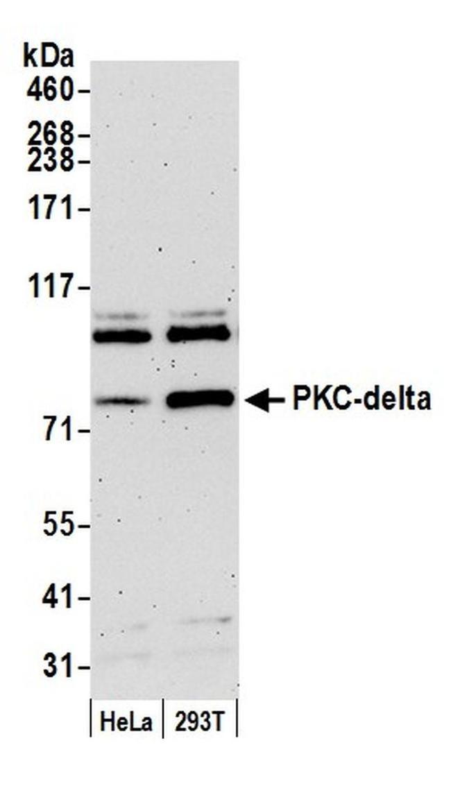 PKC-delta Antibody in Western Blot (WB)