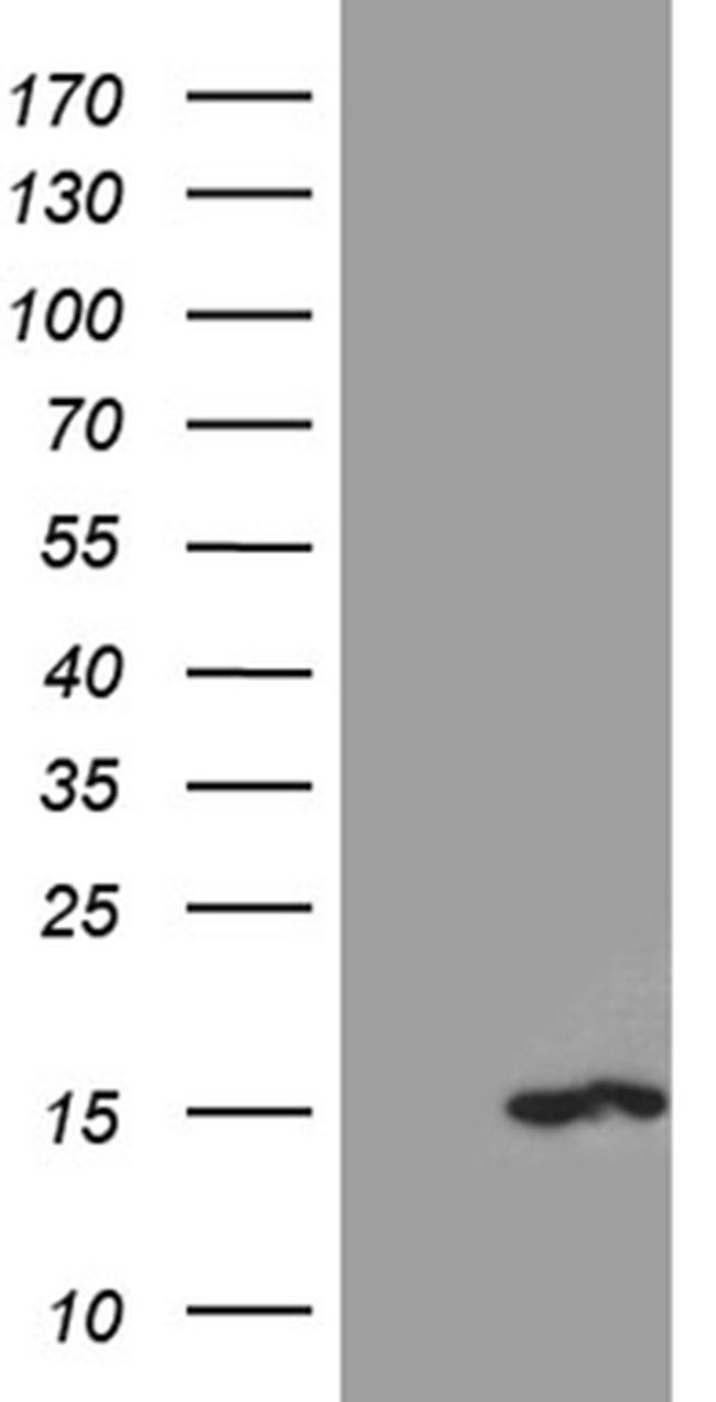 PKIA Antibody in Western Blot (WB)