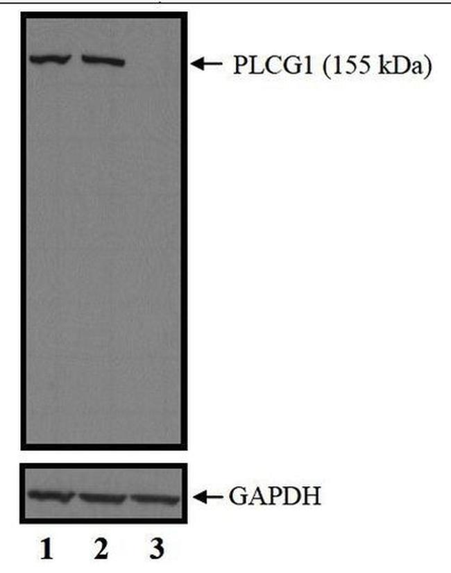 PLCG1 Antibody in Western Blot (WB)