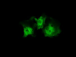 PLEK Antibody in Immunocytochemistry (ICC/IF)