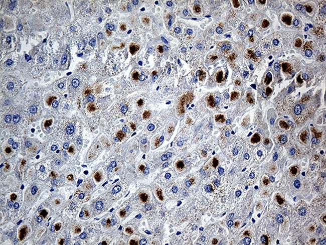 PLIN5 Antibody in Immunohistochemistry (Paraffin) (IHC (P))