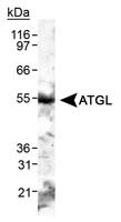 ATGL Antibody in Western Blot (WB)