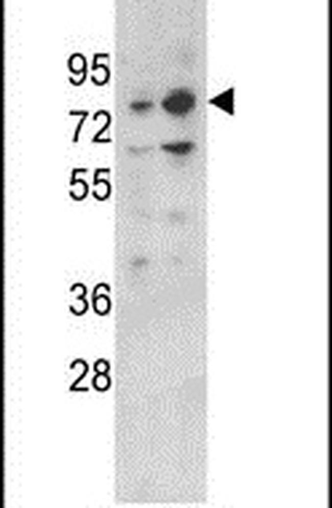 PLZF Antibody in Western Blot (WB)