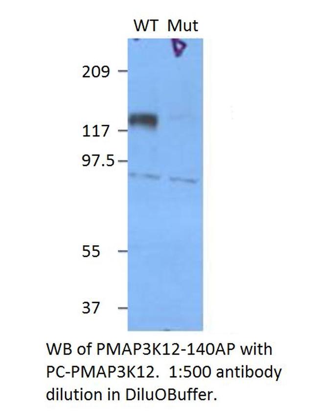 Phospho-MAP3K12 (Ser298, Ser302) Antibody in Western Blot (WB)