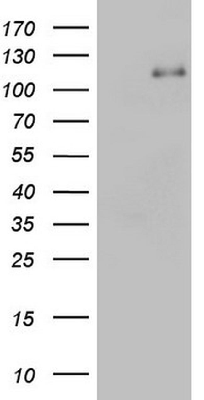 PMEL Antibody in Western Blot (WB)