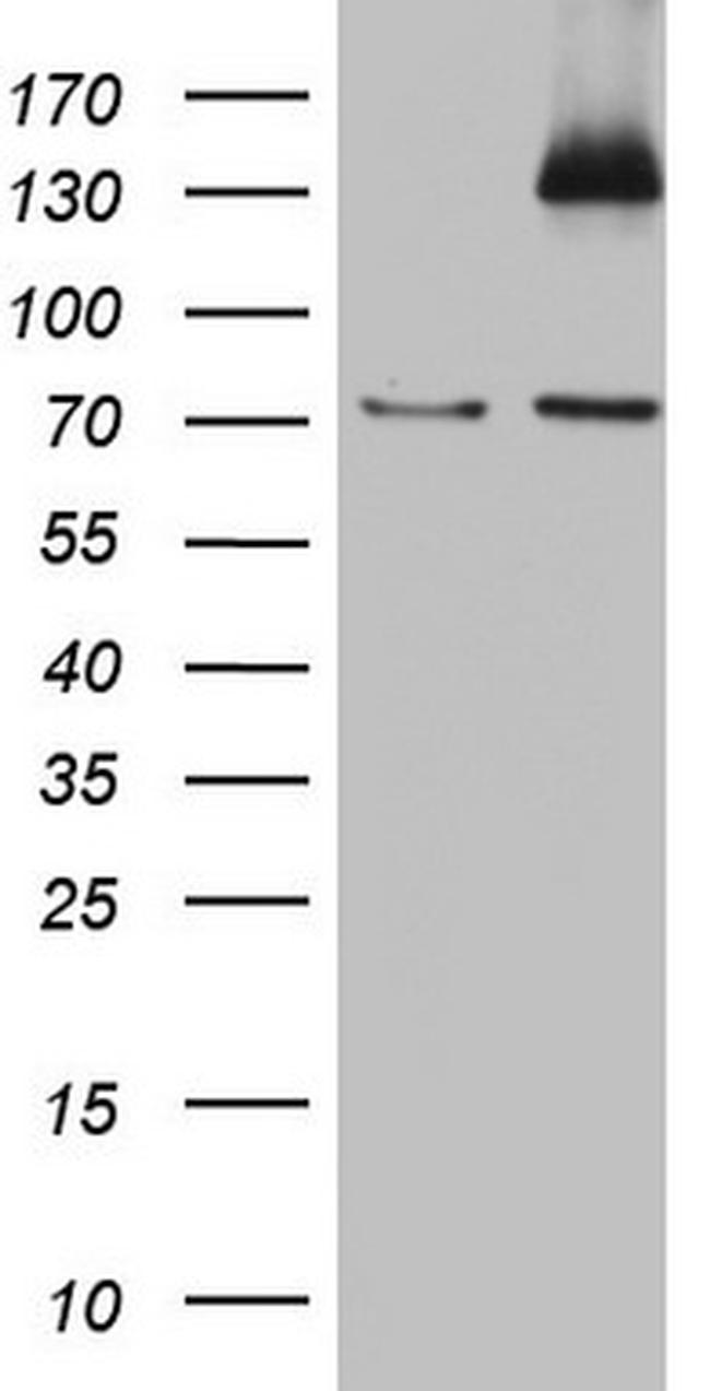 PMEL Antibody in Western Blot (WB)
