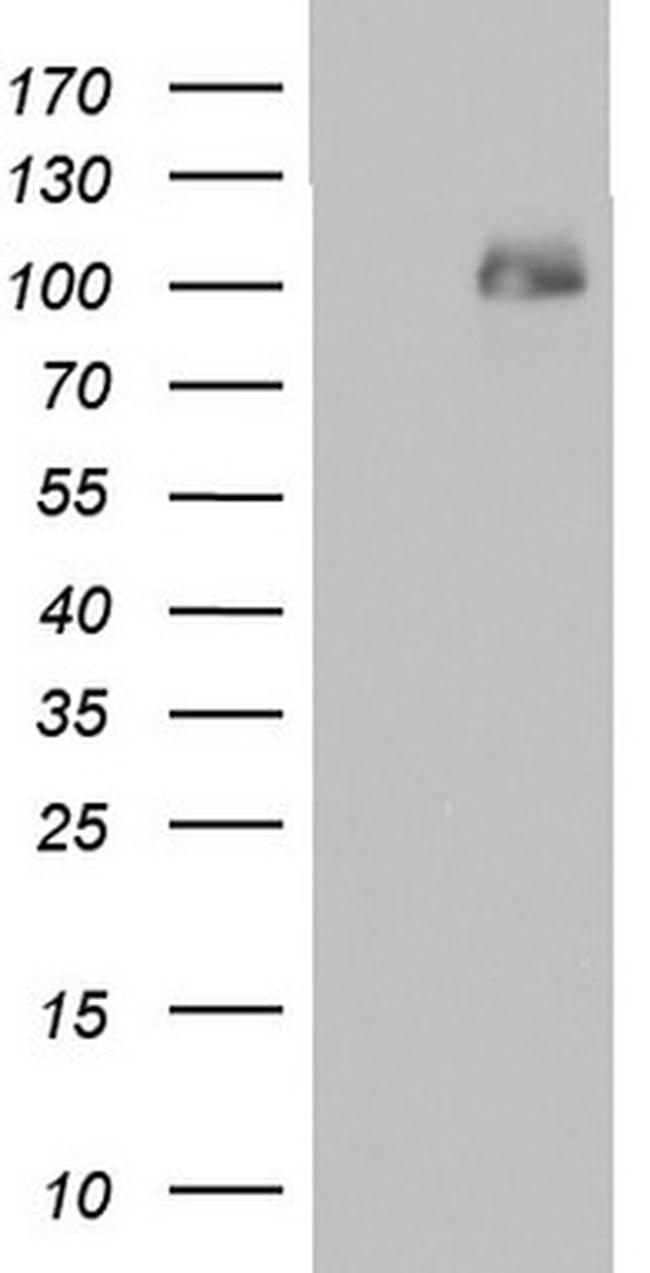 PMEL Antibody in Western Blot (WB)