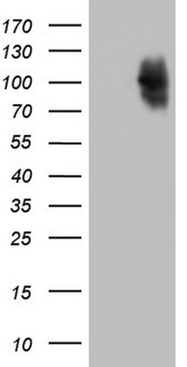 PMEL Antibody in Western Blot (WB)