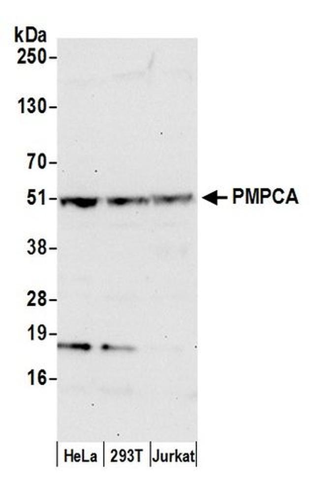 PMPCA Antibody in Western Blot (WB)