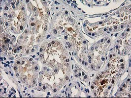 PNMA3 Antibody in Immunohistochemistry (Paraffin) (IHC (P))