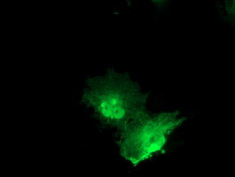 PNMT Antibody in Immunocytochemistry (ICC/IF)