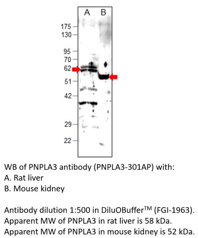 PNPLA3 Antibody in Western Blot (WB)