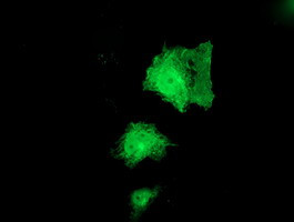 PNPO Antibody in Immunocytochemistry (ICC/IF)