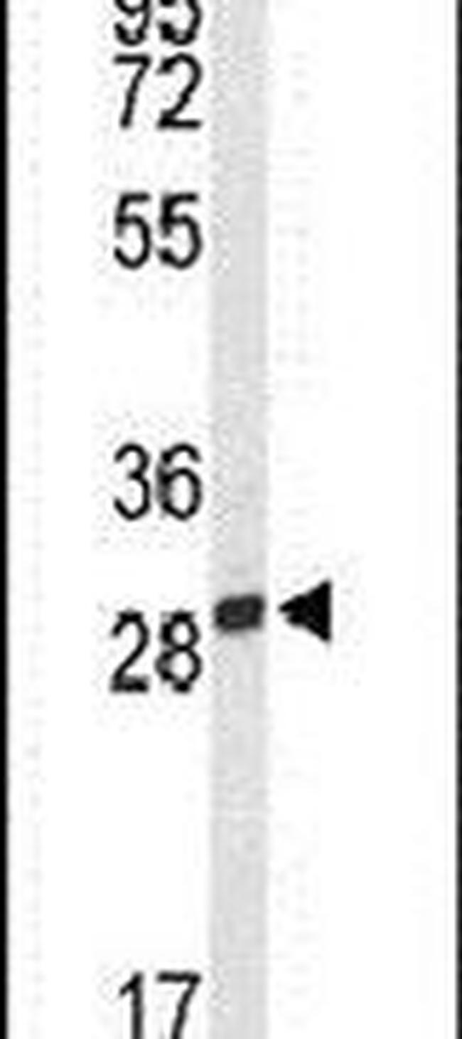 PNPO Antibody in Western Blot (WB)