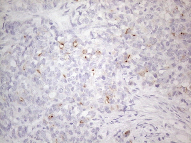 PODXL Antibody in Immunohistochemistry (Paraffin) (IHC (P))