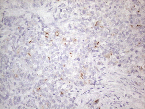 PODXL Antibody in Immunohistochemistry (Paraffin) (IHC (P))