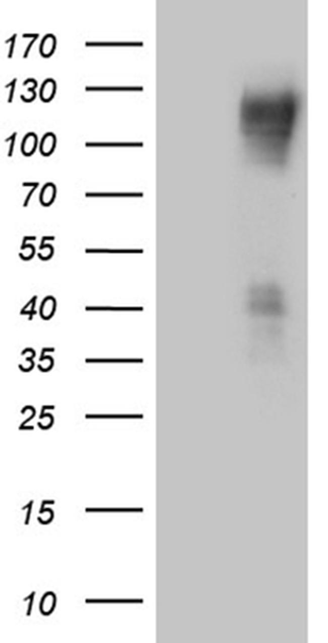 PODXL2 Antibody in Western Blot (WB)