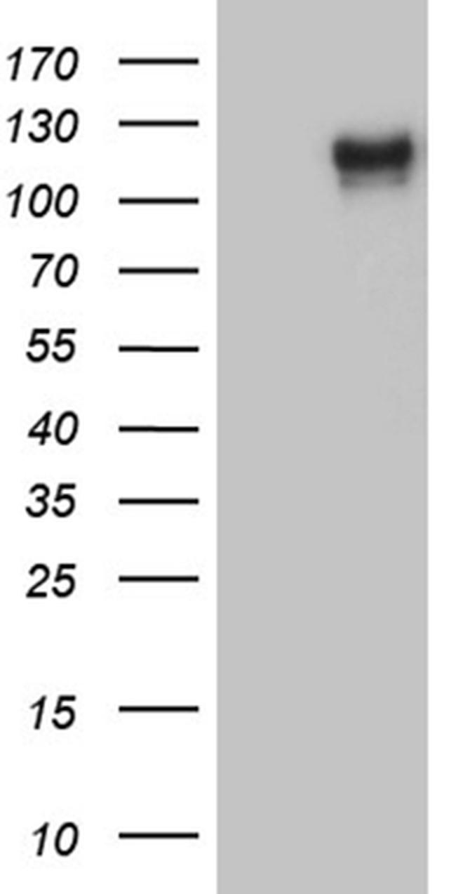 PODXL2 Antibody in Western Blot (WB)