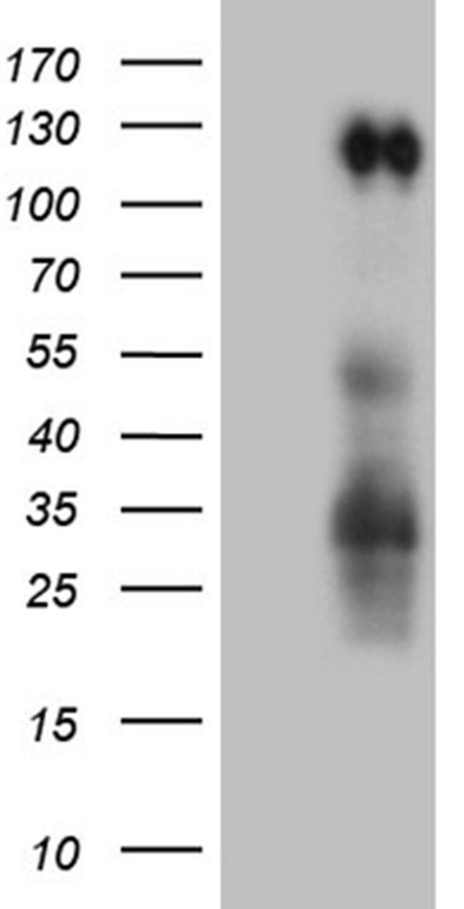 PODXL2 Antibody in Western Blot (WB)