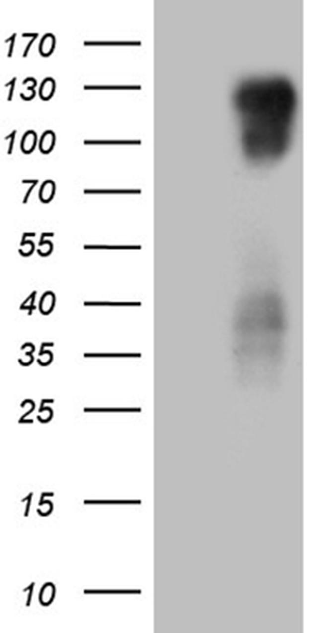 PODXL2 Antibody in Western Blot (WB)