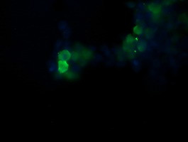 POGK Antibody in Immunocytochemistry (ICC/IF)