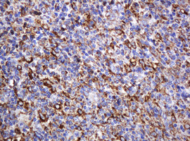 POGK Antibody in Immunohistochemistry (Paraffin) (IHC (P))