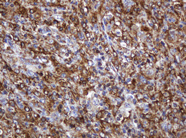 POGK Antibody in Immunohistochemistry (Paraffin) (IHC (P))