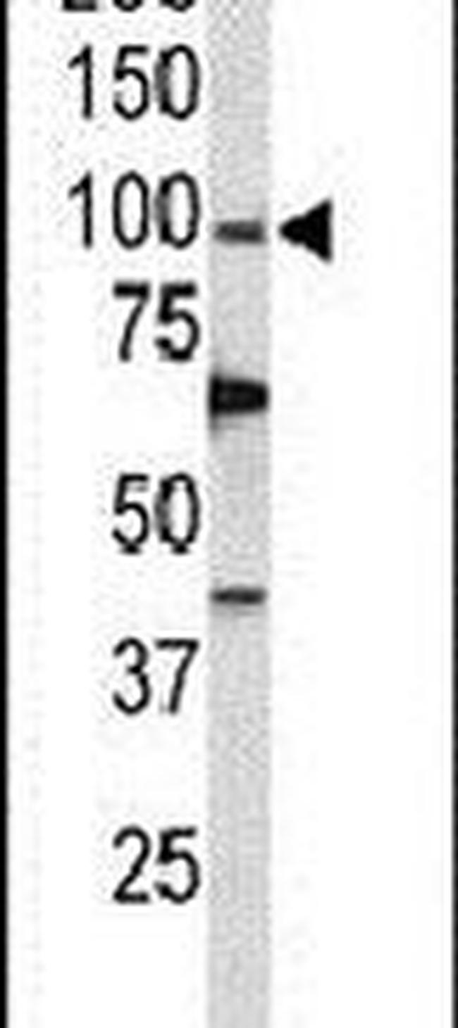 POLD1 Antibody in Western Blot (WB)
