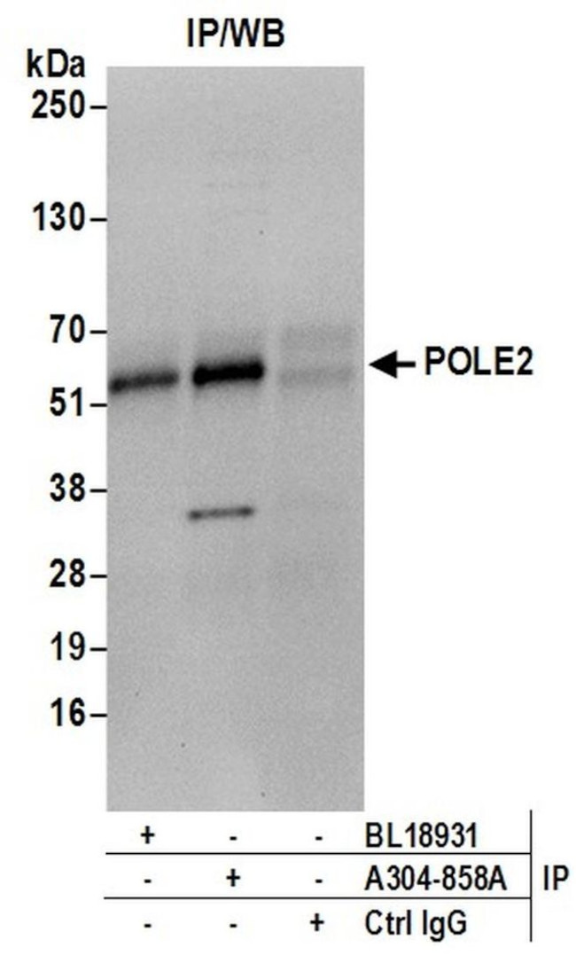 POLE2/DNA Polymerase epsilon Subunit 2 Antibody in Immunoprecipitation (IP)
