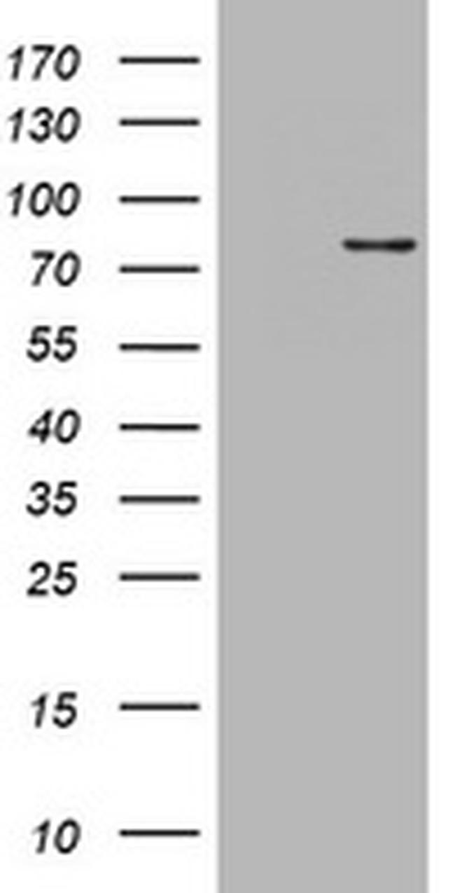 POLI Antibody in Western Blot (WB)