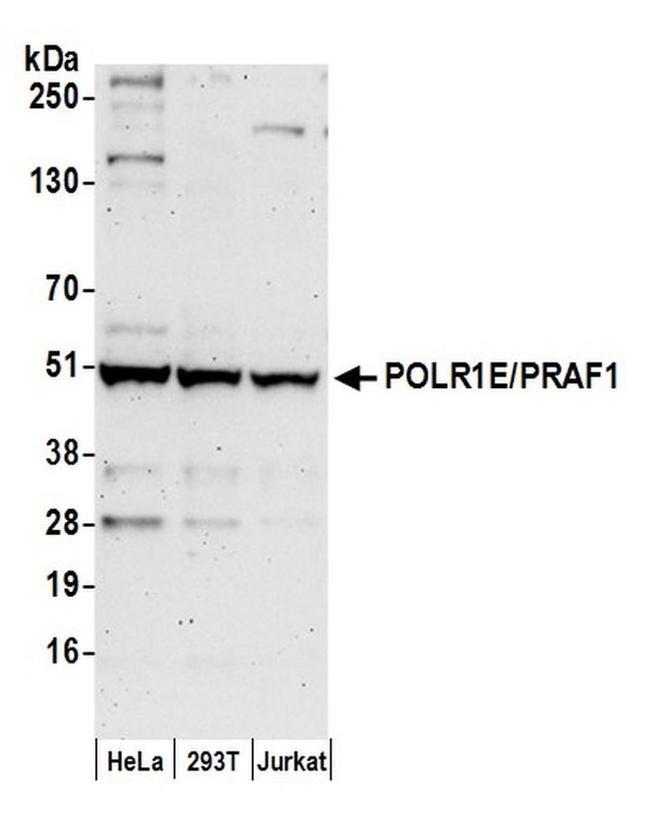 POLR1E/PRAF1 Antibody in Western Blot (WB)