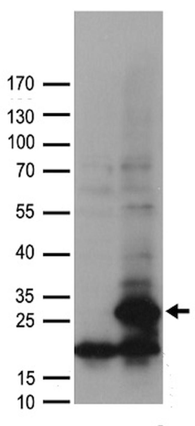 POLR2G Antibody in Western Blot (WB)