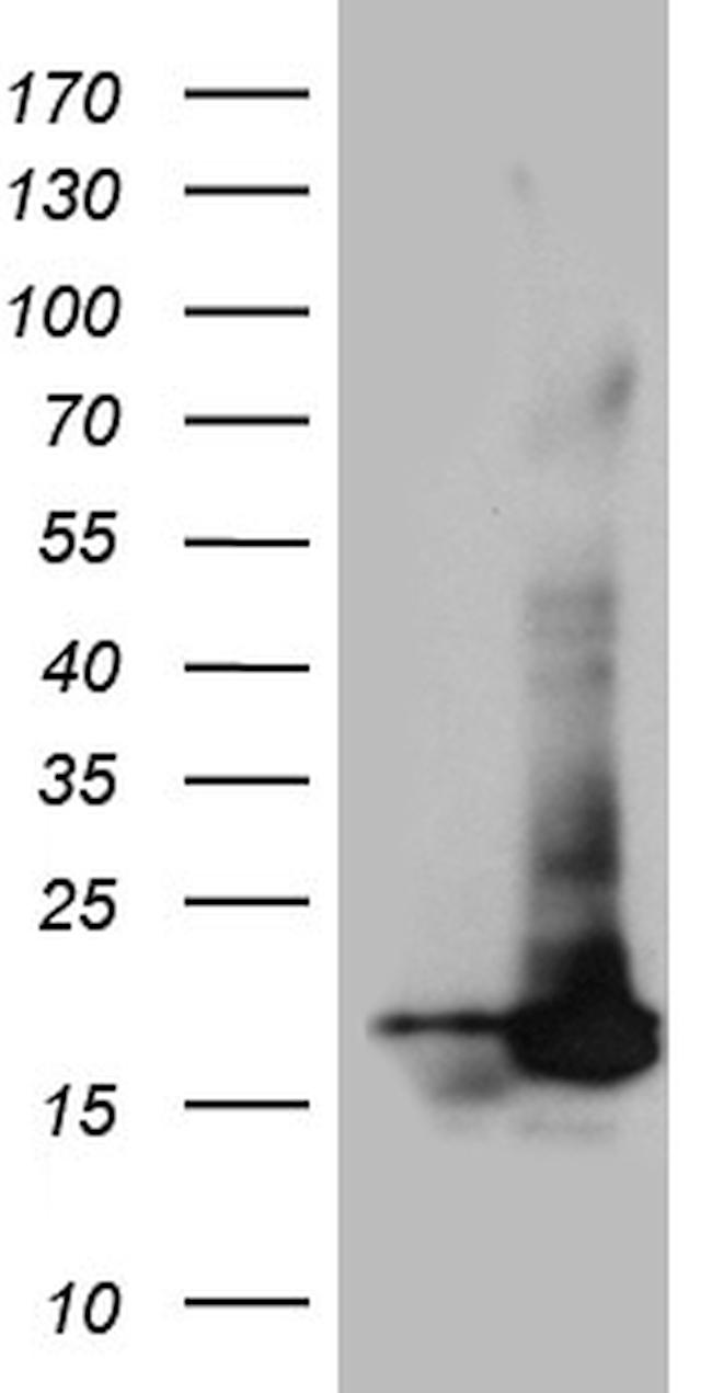 POLR2H Antibody in Western Blot (WB)