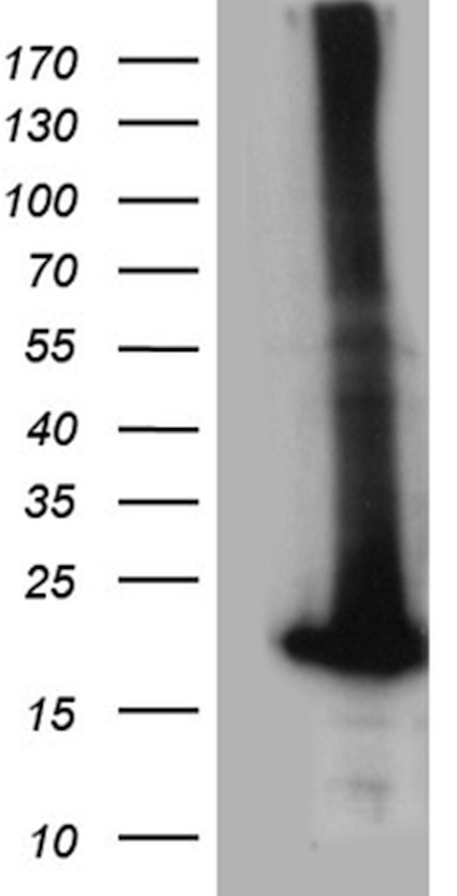 POLR2H Antibody in Western Blot (WB)