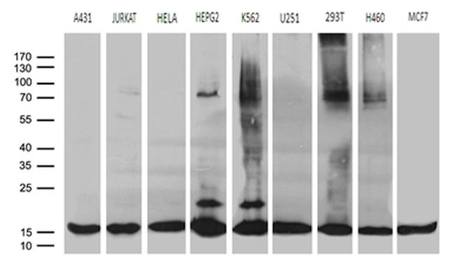 POLR2H Antibody in Western Blot (WB)