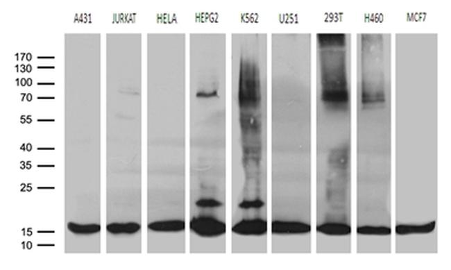 POLR2H Antibody in Western Blot (WB)