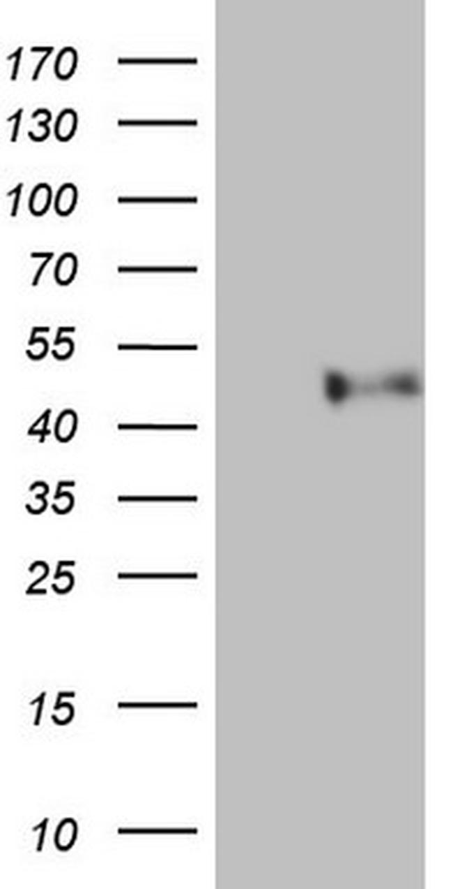 PON3 Antibody in Western Blot (WB)