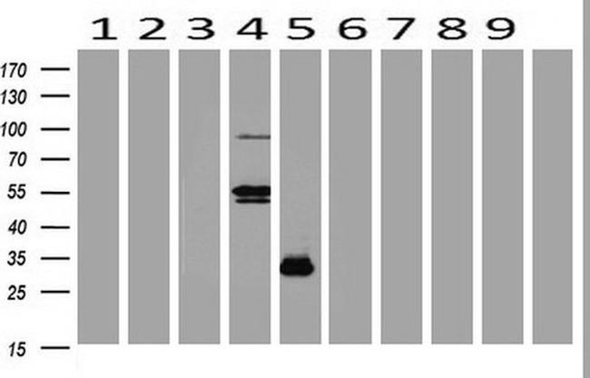 POU2AF1 Antibody in Western Blot (WB)